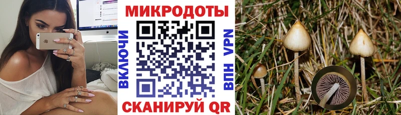 Галлюциногенные грибы Psilocybe  Купить где  Всеволожск 